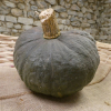 Courge Marina di chioggia bio - 1kg