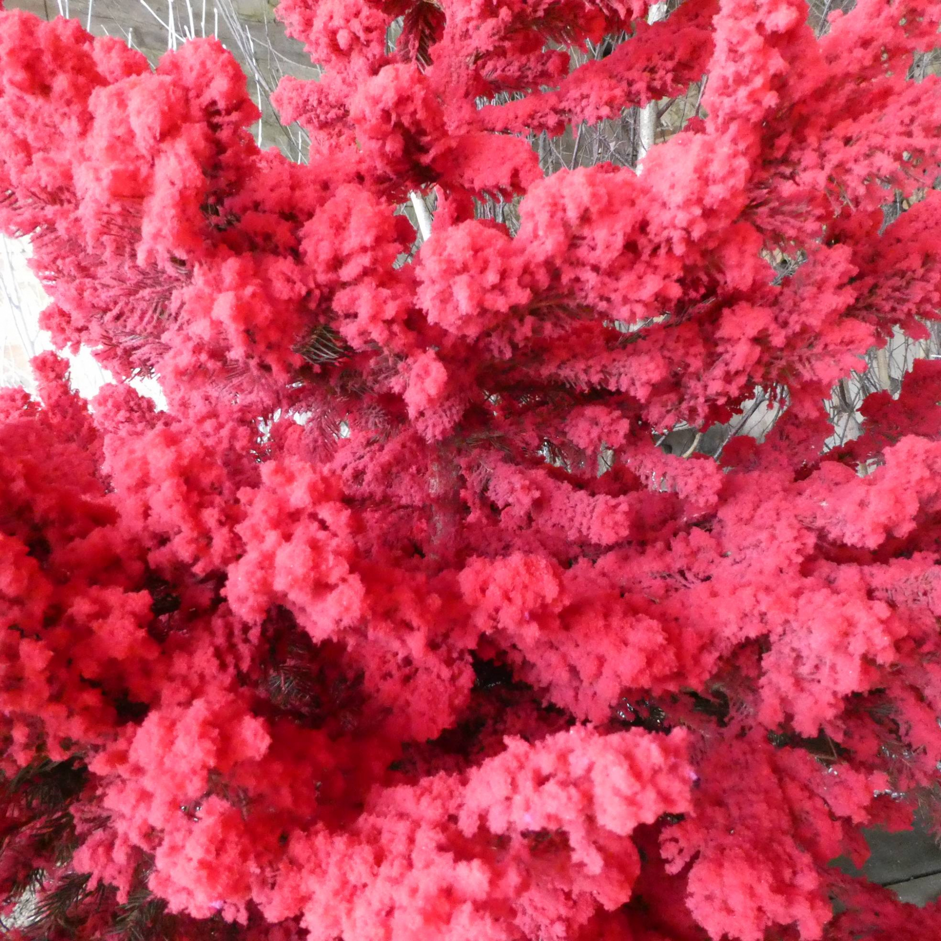 Sapin rouge