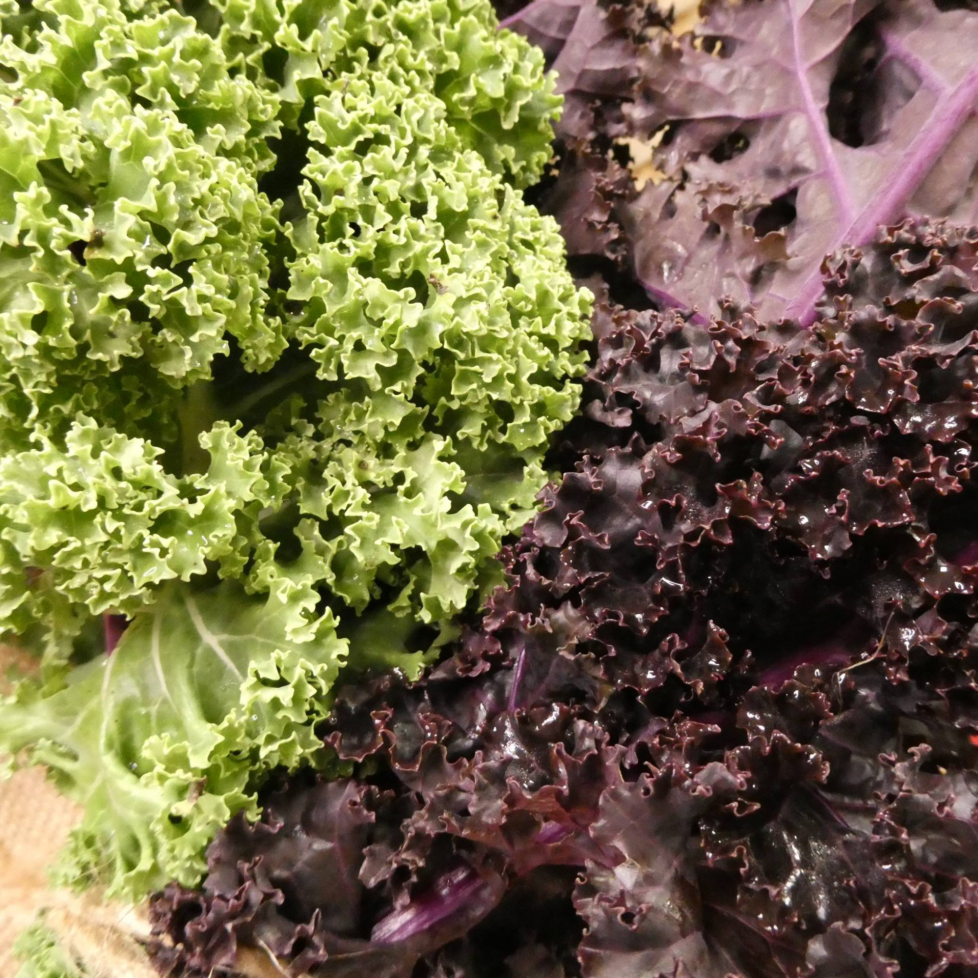 Choux kale bio - la botte
